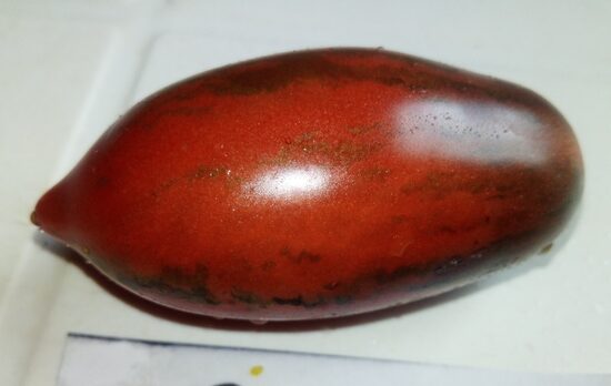 Черри Павлинье Перо